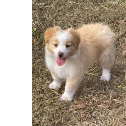 Filhotes de border collie