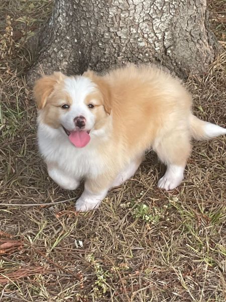 Filhotes de border collie