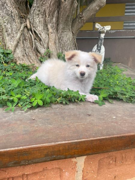 Filhotes de border collie