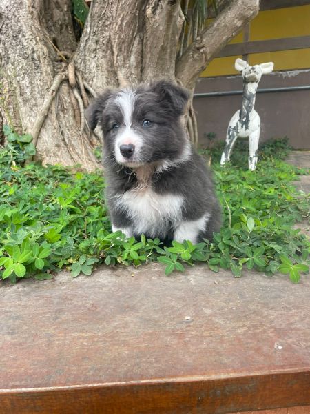 Filhotes de border collie