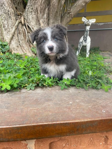 Filhotes de border collie