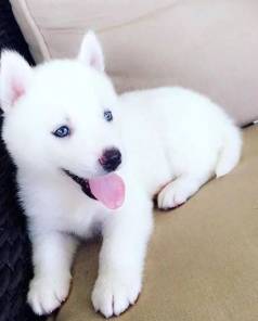 Husky Siberiano Na Cor Branca