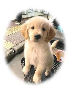 Golden Retriever Filhote Alegre E Saud�vel