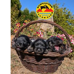 SCHNAUZER MINIATURA PRETO E PRATA