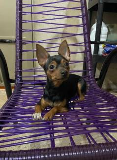 Procuro Pinscher Macho Cruzar