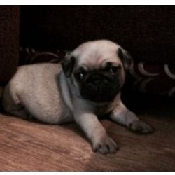 Lindos cachorrinhos Pug