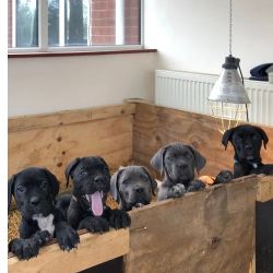 Machos e f�meas cachorros Cane Corso dispon�veis
