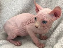 Temos machos e fêmea disponíveis