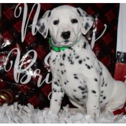 Cachorros D�lmata disponivel