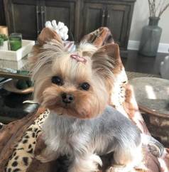 Yorkshire � O Canino Mais Desejados