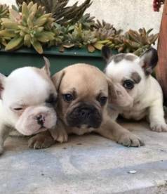 Bulldog Franc�s- Machinho Leg�timo Dispon�vel- Vacinado- Adquira Conosco, Tenha Seguran�a