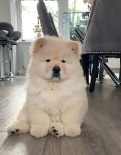 Filhote De Chow-chow!! Liberdade ][][