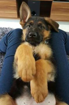 Filhote De Pastor Alem�o As �nicas Criaturas Evolu�das