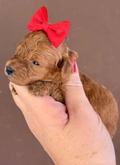 Poodle Mini Toy Red Vermelho F�meas � Venda ****
