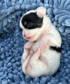 Chihuahua Micro Preto E Branca Reserva