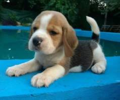 Beagle Mini (13 Polegadas) - Magn�fico Macho Em Loja - 11.0.60.16.49.76 - Ven�ncio