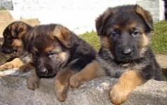 Pastor Alem�o �timos C�o De Guarda