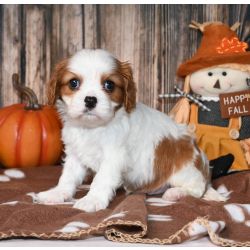 Cavalier King Charles Spaniel