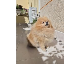 Spitz Campe�o Procura Namorada