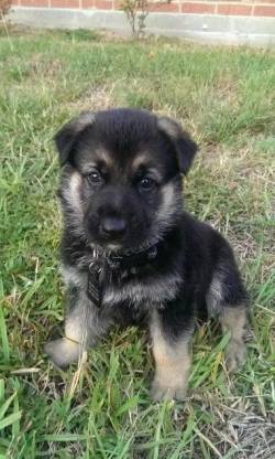 Pastor De Pelagem Padrao Alem�