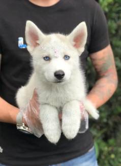 Husky Siberiano- Filhotinho Macho Branquinho Com 78 Dias De Vida, Vermifugados- Dani