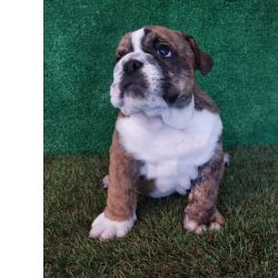 Bulldog ingls exticos