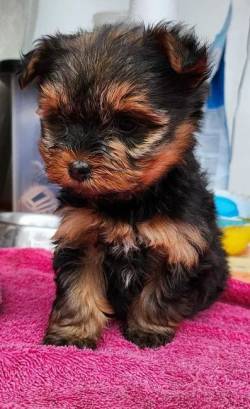 Yorkshire Micro Baby Face - Macho E/ou F�mea Dispon�vel - Vacinado, Com Garantia Total