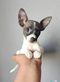 F�mea Mais Perfeita Pinscher