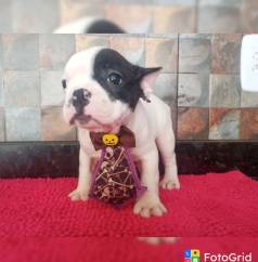 Buldogue Franc�s Promo��o Pedigree Cbkc