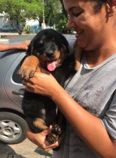 Rottweiler Os Mais Fofos De S�o Paulo