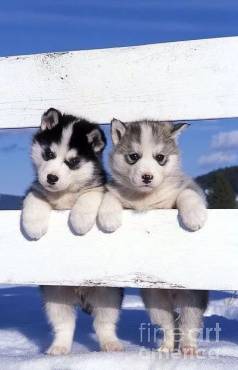 Filhotes Husky Siberiano S� Escolher A Cor