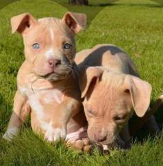Filhotes De Pitbull Lindos E Brincalh�es