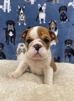 Bulldog Ingles Bem Parrudos, Em Exelente Padr�o Da Ra�a