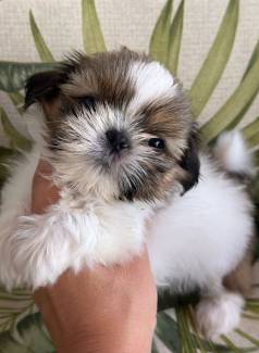 Lhasa Apso Uma Ra�a Com Carisma Inigual�vel