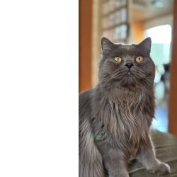 Filhotes persas e British long hair