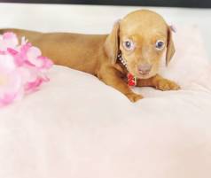 Dachshund Teckel F�mea Pequenina Olhos Verdes Pedigree