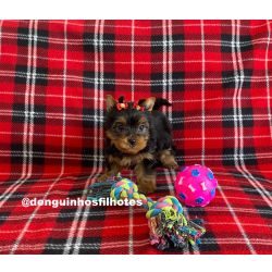 Yorkshire Fmea TOTALMENTE IMUNE