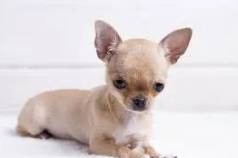 Chihuahua Lindos Filhotes Exemplares