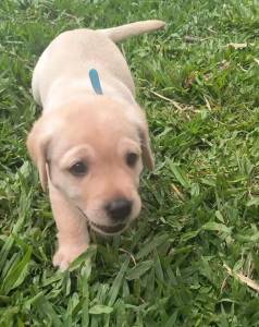 Labrador Retriever Filhotes