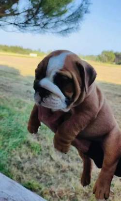 Bulldog Ingles O Companheiro Perfeito Quem Ama Divers�o