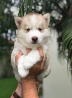 Husky Siberiano Machinho, Lobinho Lindo Com 56 Dias -dani
