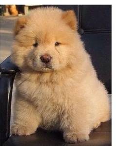 Chow Chow Pequeni Urso
