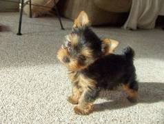 Seu Filhote Yorkshire De Ra�a Pura Te Espera! Temos Pre�os Acess�veis!