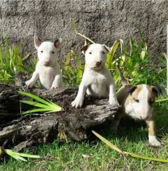 Bull Terrier Ingles, Brancos E Outras Cores