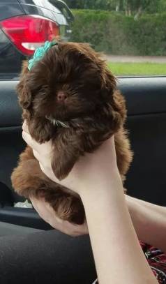 Shih Tzu Filhotes Como Pacotinhos De Bombos