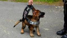 Filhote De Pastor Alem�o E Belga