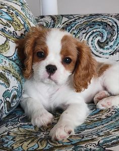 Cavalier King