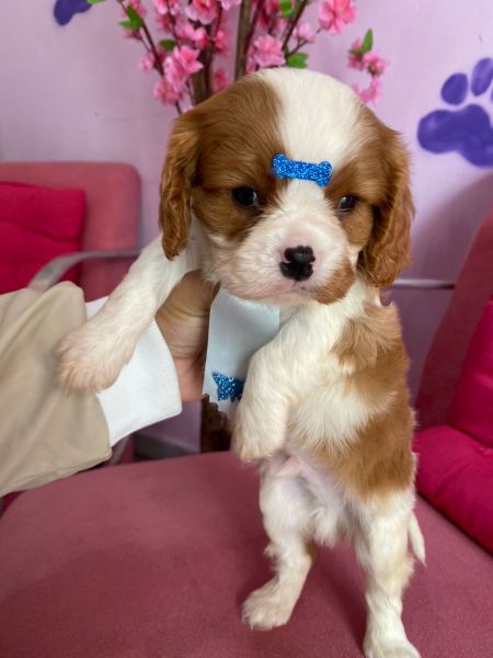 Cavalier King