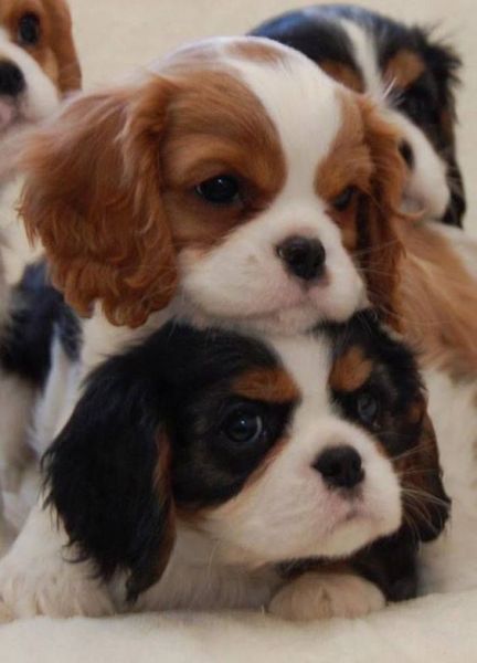 Cavalier King