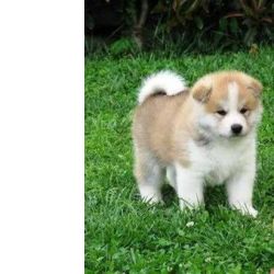 Akita Inu